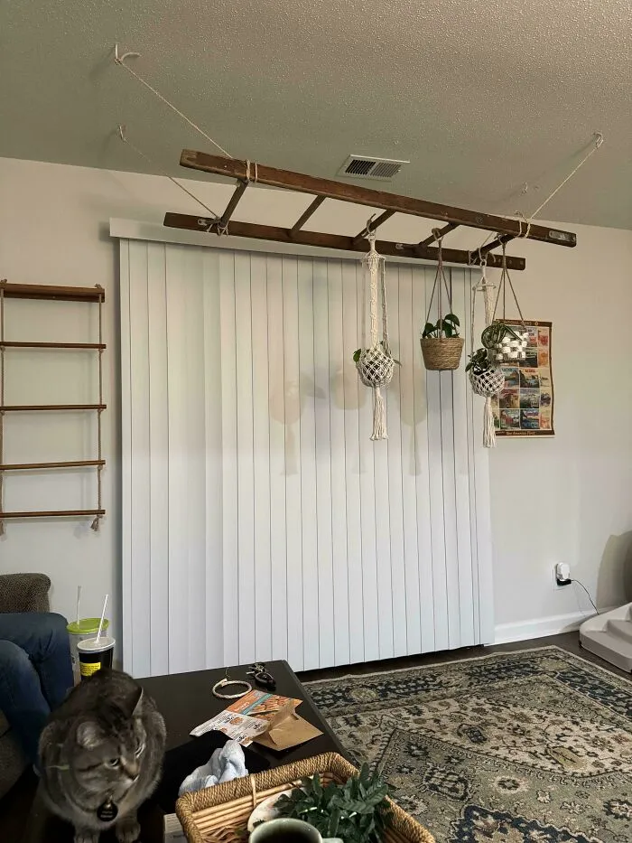 Unusual interior design feature with a wooden ladder suspended from ceiling holding hanging planter pots.