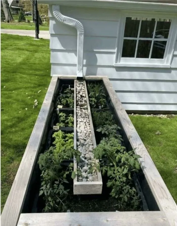 A self-watering planter box connected to a house downspout, showing a clever gardening idea.