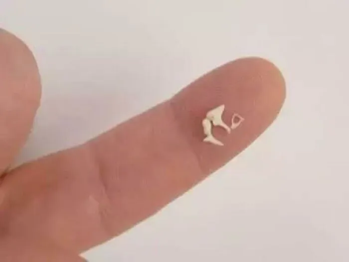 Tiny ossicle ear bones on a fingertip highlighting delicate human anatomy features
