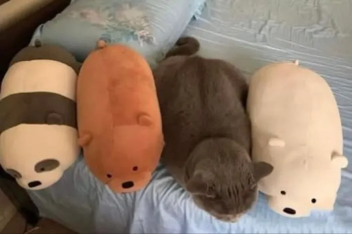 Grey cat blending in with plush stuffed bear toys from interesting photos collection