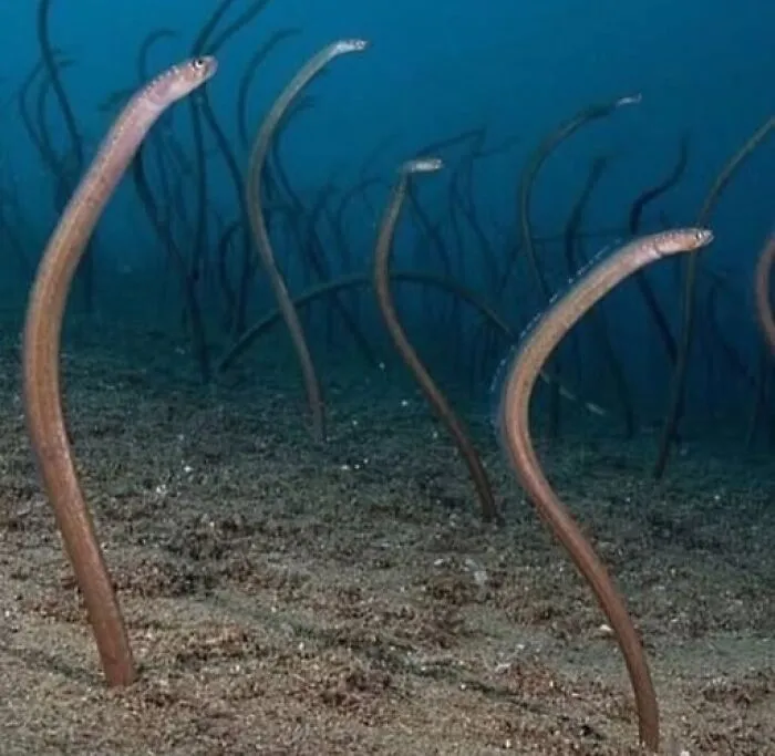 Interesting photo of garden eels rising up from the sandy ocean floor