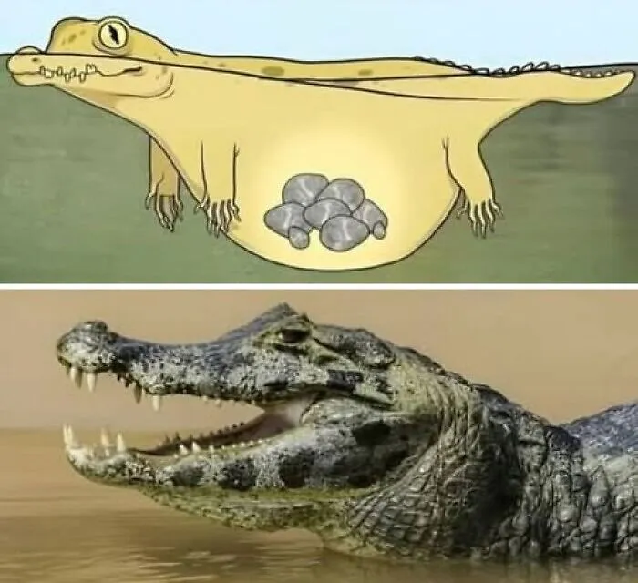 Illustration and real picture of an alligator swallowing rocks among odd and interesting photos
