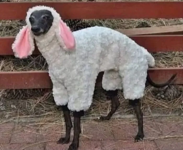 A black dog wearing a white fuzzy lamb costume, one of many odd photos.