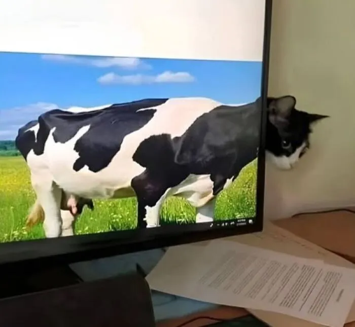 A fun perspective photo of a black and white cat peeking behind a computer monitor showing a cow body.