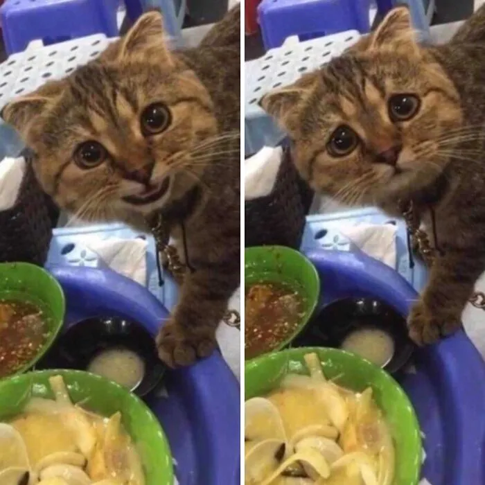 Can I Have Some.. No, You Can't.. 😭