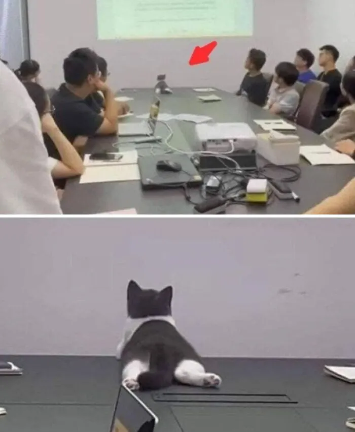 The Cat Is The Real Boss Of This Meeting... 🤣