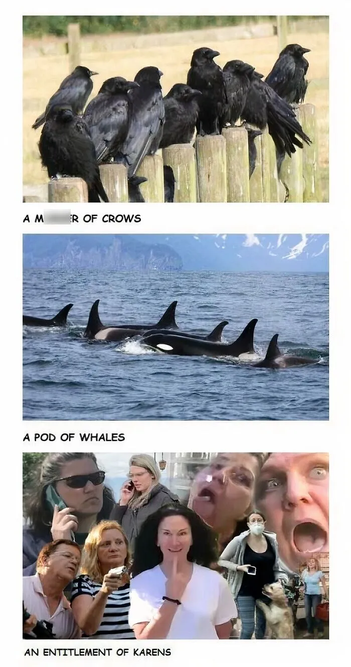 Three panels showing a murder of crows, a pod of whales, and an entitlement of Karens.