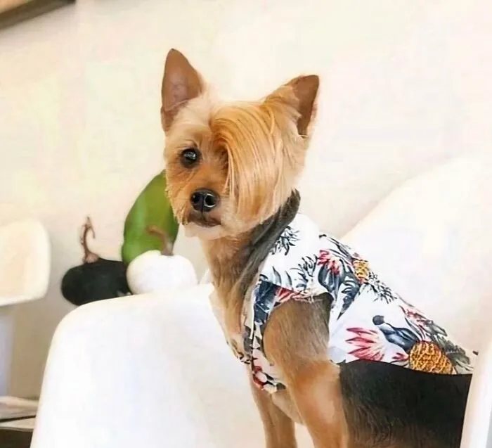 A small dog with a side-swept Karen haircut and Hawaiian shirt