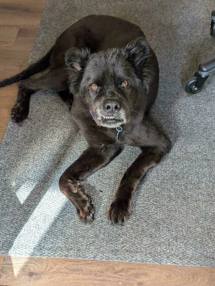Would You Believe That This Skinwalker Is A Precious Angel?
