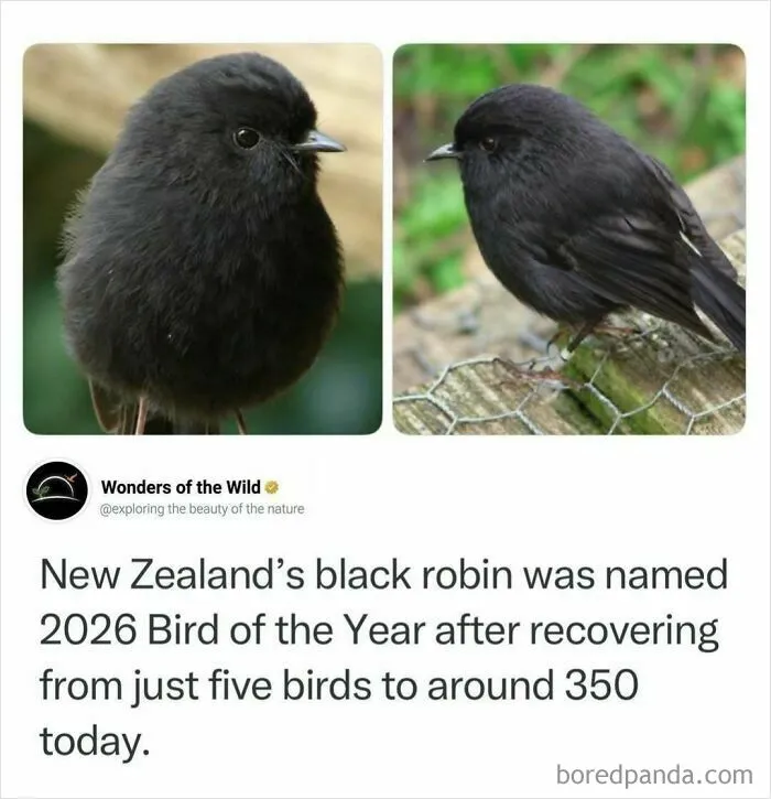 Interesting facts about New Zealands black robin highlighting its recovery from near extinction