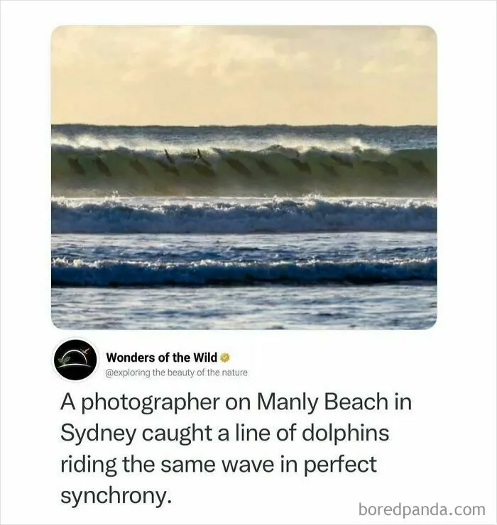 A line of dolphins riding a wave in synchrony, showcasing interesting facts about ocean life