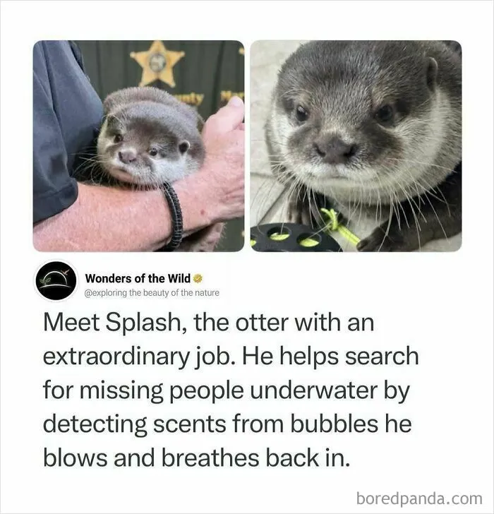 An adorable rescue otter named Splash, representing interesting facts about search animals