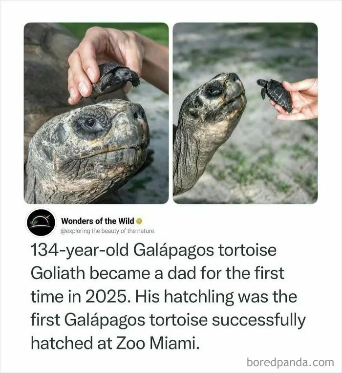 Fun facts about a one hundred and thirty four year old Galapagos tortoise with its first hatchling.
