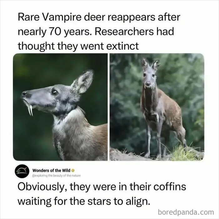 Interesting facts about the rare vampire deer that reappeared after seventy years.