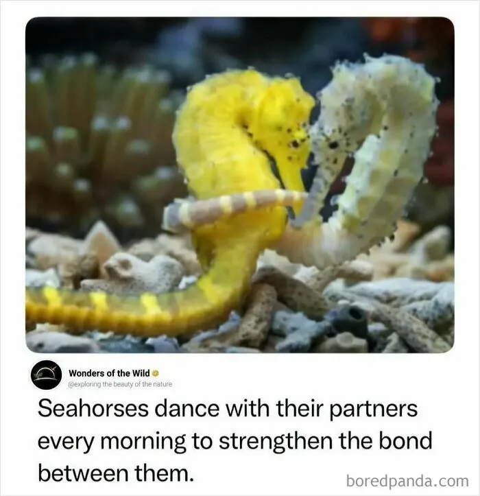 Two yellow seahorses dancing together in the ocean, showcasing fun facts about animals.