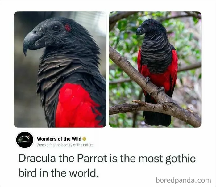 Interesting facts about Dracula the Parrot with striking red and black feathers.