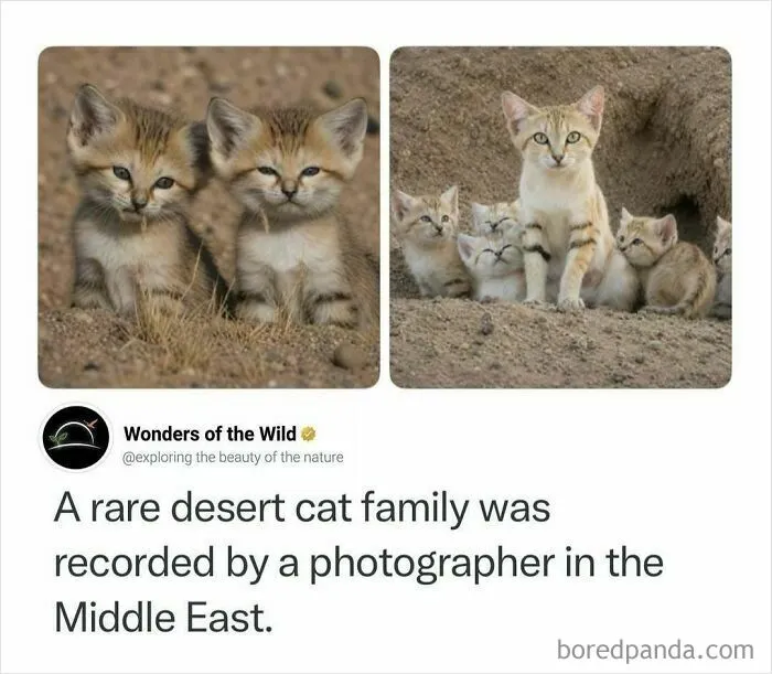 Fun and interesting facts showcasing a rare desert cat family in the Middle East