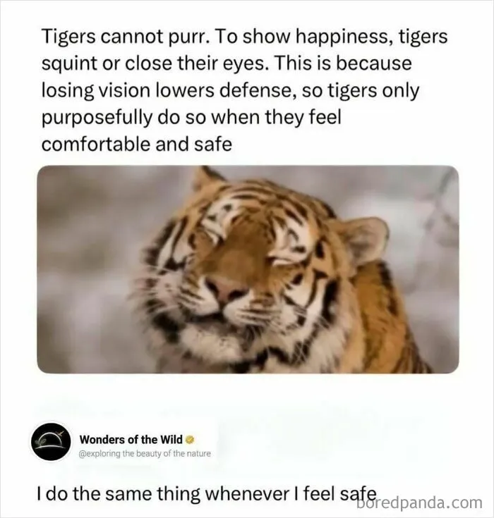 Interesting facts about tigers squinting their eyes to show happiness.