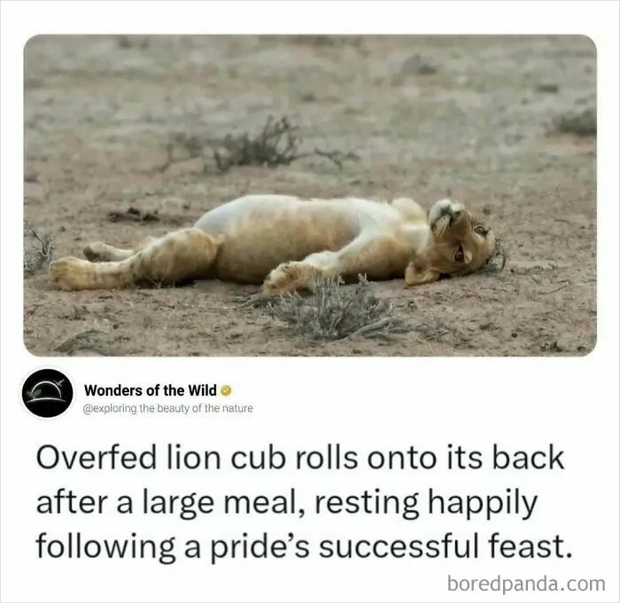 Fun facts about an overfed lion cub resting on its back after a large meal.
