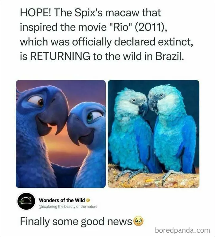 Interesting facts about Spix's macaws from the movie Rio returning to the wild in Brazil.