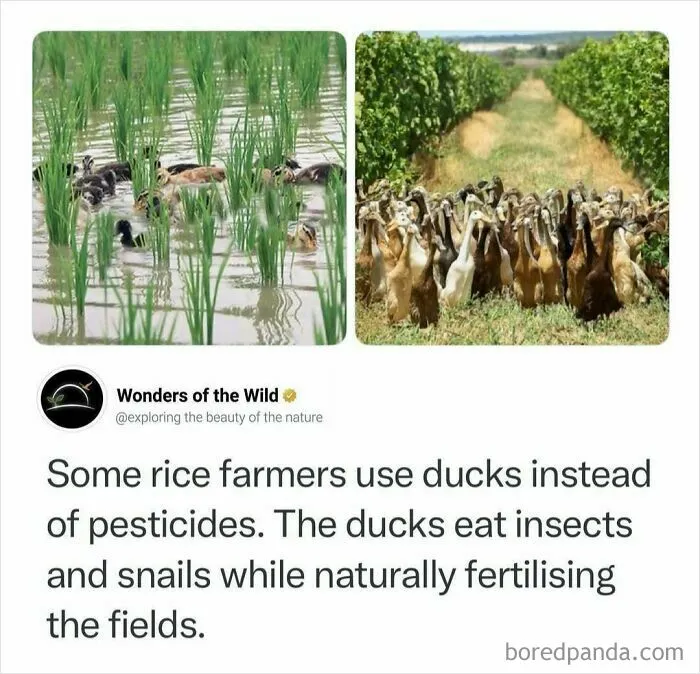 Interesting facts about ducks being used by rice farmers instead of pesticides