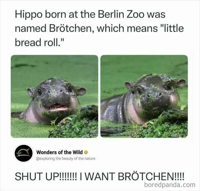 Random knowledge image featuring a baby hippo named Brotchen in a green pond