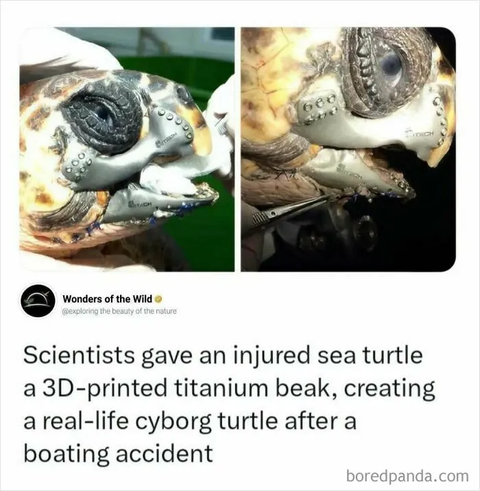 A sea turtle with a 3D-printed titanium beak, showing interesting facts about marine veterinary science