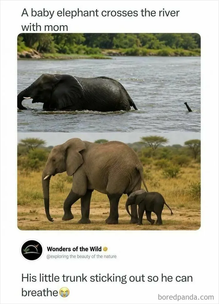 Interesting facts featuring a mother elephant and a baby crossing a river