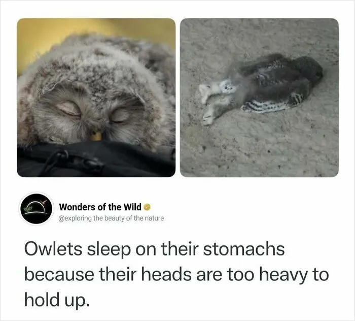 Interesting facts about owlets sleeping on their stomachs with fluffy feathers.
