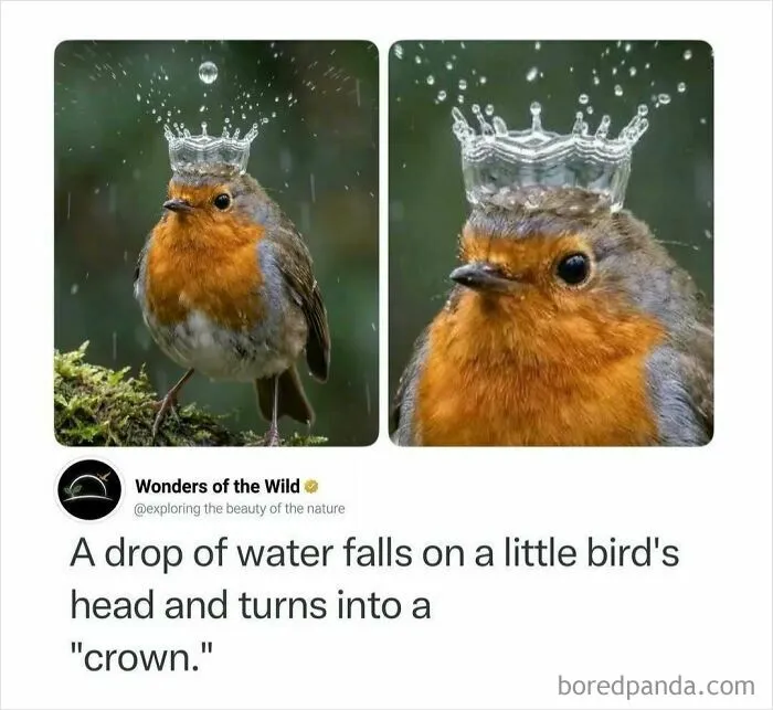 A small robin bird with a water drop crown, illustrating random knowledge facts.