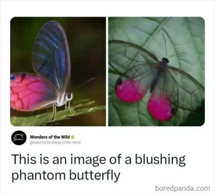 Interesting facts about a blushing phantom butterfly with pink and clear wings.