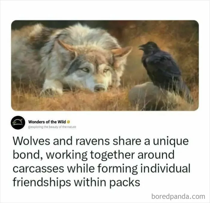 Interesting facts about the unique bond between a wild wolf and a black raven.