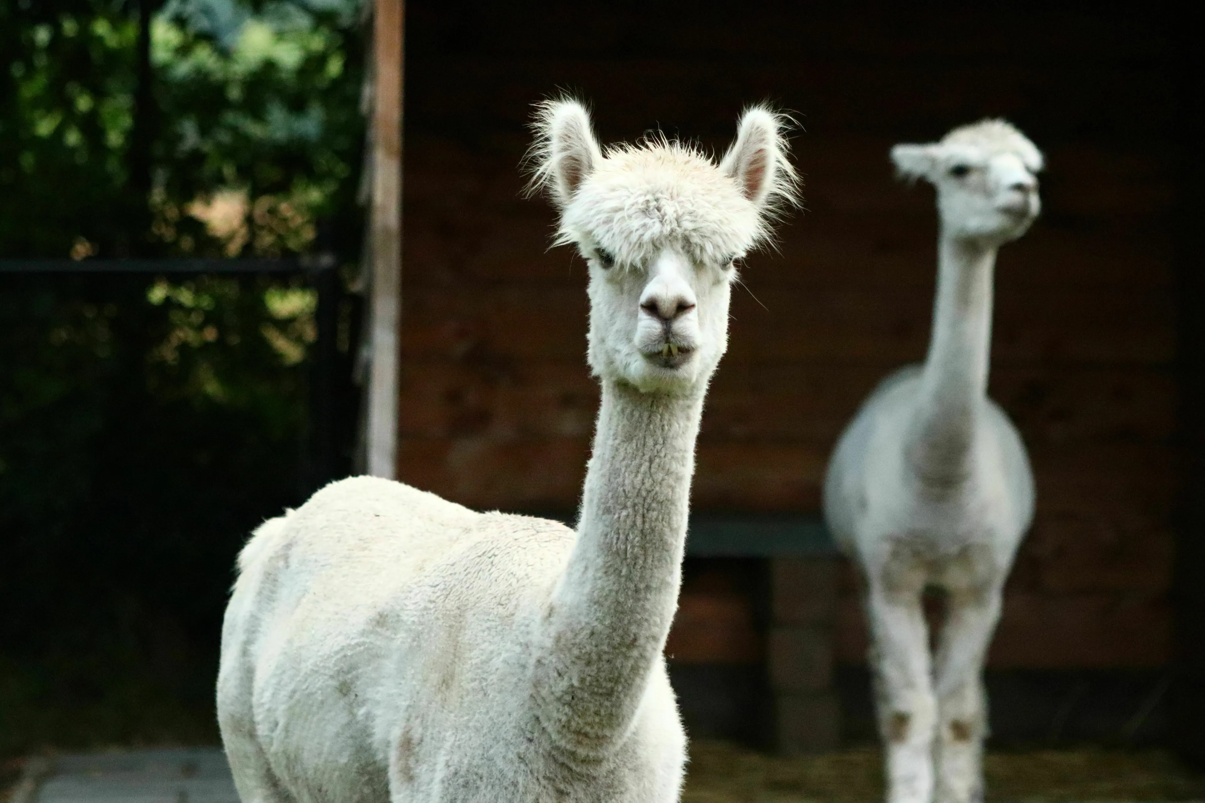 Two fluffy alpacas looking at the camera, featured in a pub quiz to name the animal.