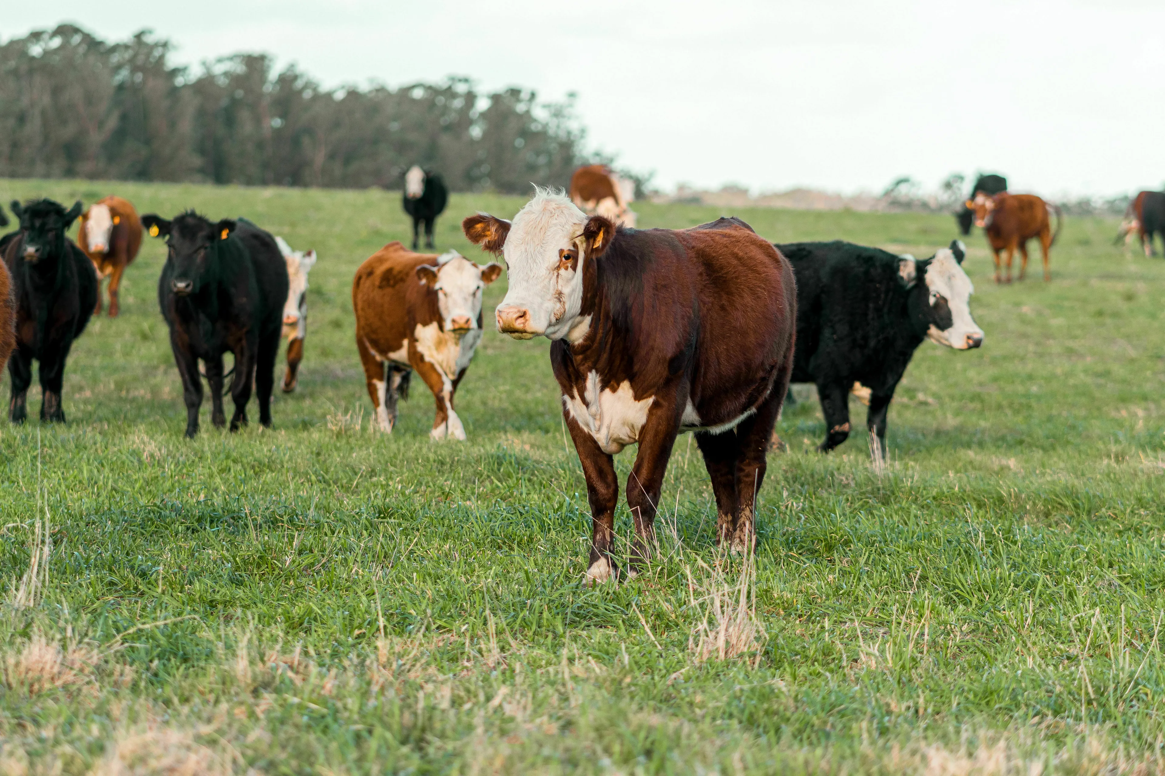 A group of cows grazing in a grassy field for a pub quiz challenge.