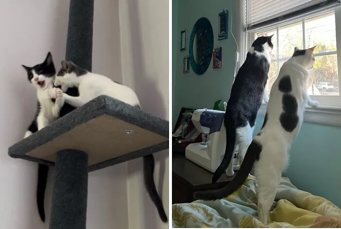Before-and-after photos of two black and white kittens playing and then growing up to look out of a window.