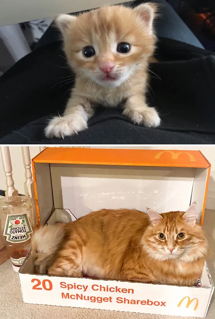 Before-and-after photos of a tiny orange kitten that grew up to fit inside a McDonald's nugget box.