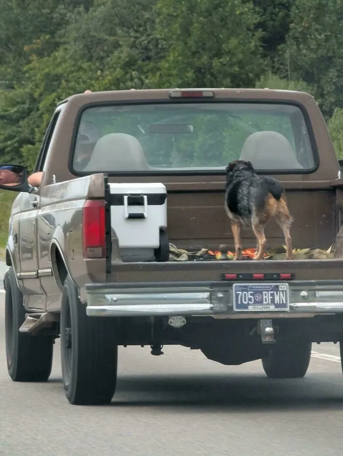 A dog standing unsecured in the back of a moving pickup truck, showing questionable decisions.