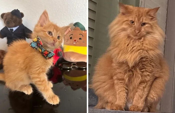 Raise Your Hand If Your Palm-Sized Kitten Is Now Roughly The Size Of A Small Child
