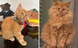 38 Before-And-After Photos Of Kittens Who Took ‘Growing Up’ Very Seriously