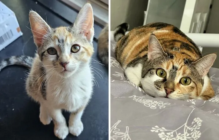 Before-and-after photo of a tiny calico kitten growing up into a plump, beautiful calico cat
