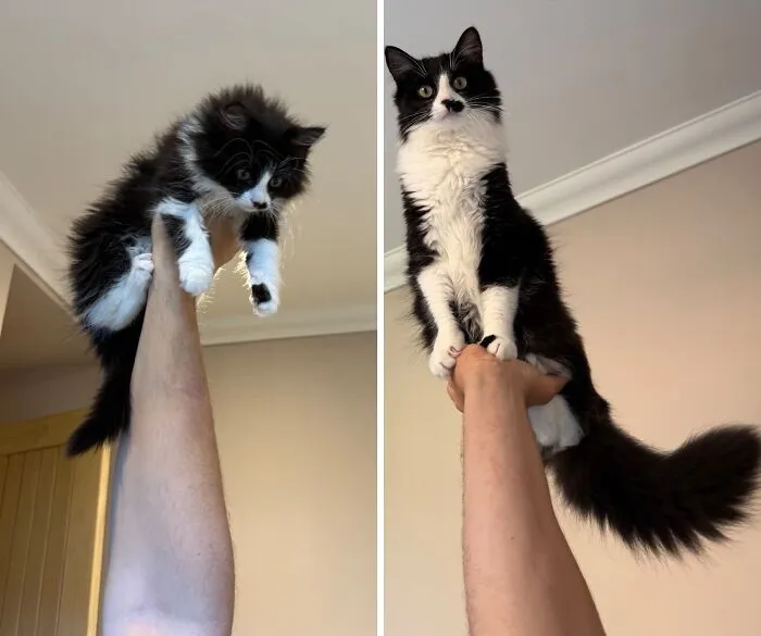 Before-and-after photos of a fluffy black and white kitten being held up, growing up into a larger cat