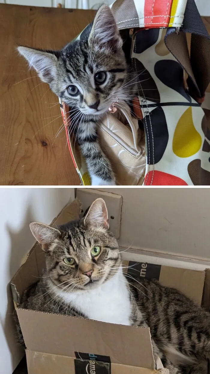 Before-and-after photos of a tabby kitten inside a colorful bag growing up into a big cat in a cardboard box