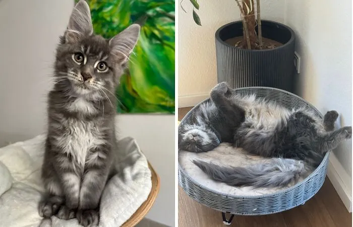 Before-and-after photos of a grey fluffy Maine Coon kitten growing up and lounging upside down in a pet bed