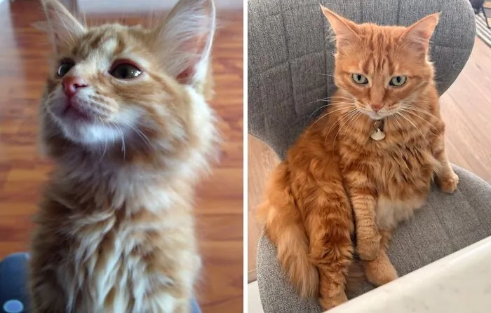 Side-by-side view of a fluffy ginger kitten and the same orange cat growing up on a grey chair.