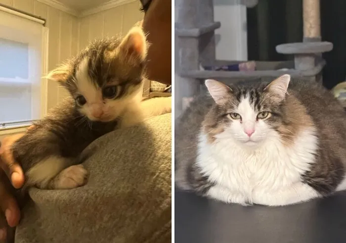 Before-and-after photos of a tiny kitten on a shoulder growing up into a large fluffy cat sitting indoors