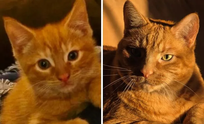 Side-by-side comparison of an orange kitten and the same orange cat growing up with a serious expression.
