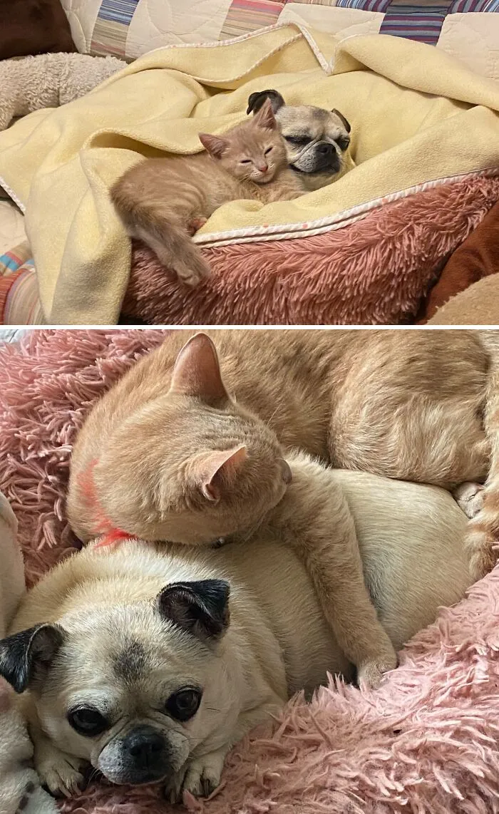 A ginger kitten cuddling a pug side-by-side with them growing up and cuddling as adults