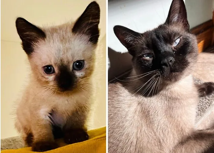 Before-and-after photos of a Siamese kitten growing up into a beautiful adult Siamese cat