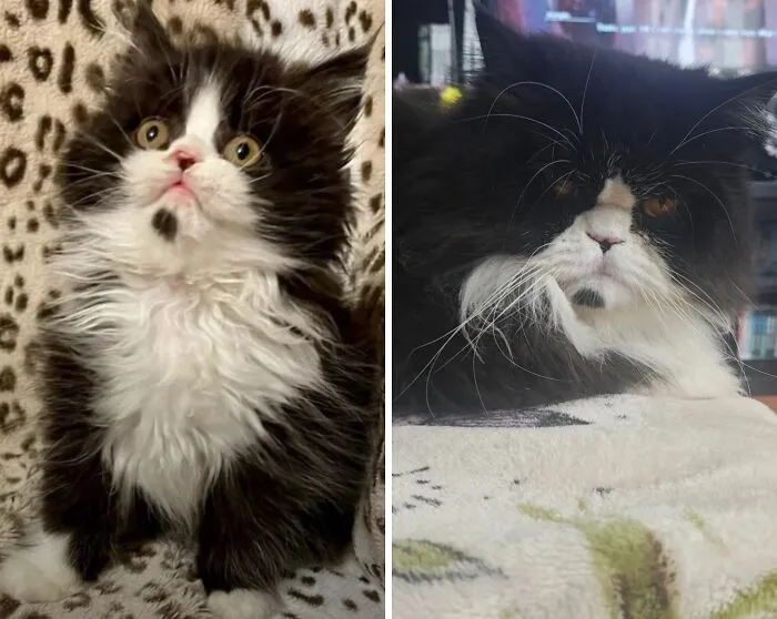 Comparison of a black and white fluffy kitten and the same cat grown up, showing the process of kittens growing up.