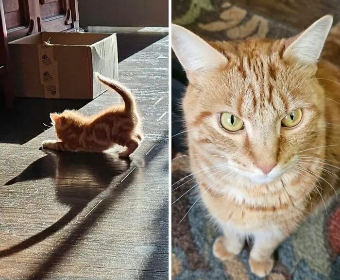 Side-by-side comparison of a tiny orange kitten stretching and the same kitten grown into a large adult cat.